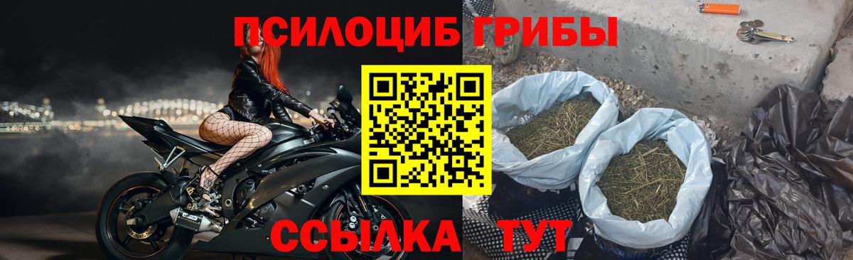 Псилоцибиновые грибы Cubensis Канаш
